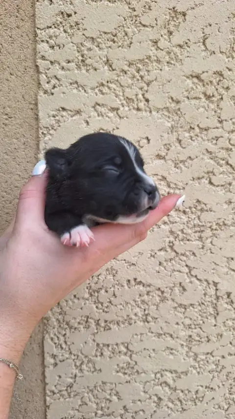 Staffordshire Bull Terrier 
                        C 5084b