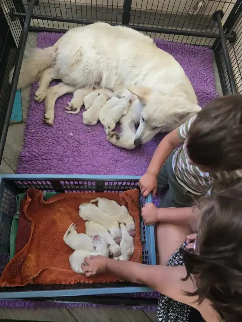 Berger Blanc Suisse  Chiot 1 Du Flo Des Roses