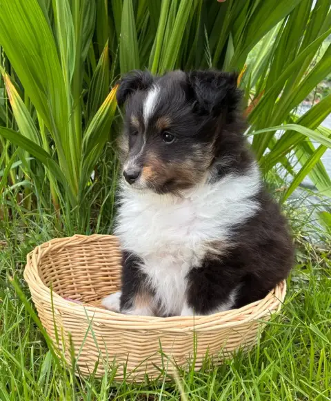 Shetland Sheepdog  Billy Bansky Black Du Domaine De L 75b12