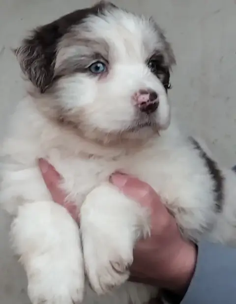 Berger Australien  Chiot N°6 Du Chemin De Mathenou