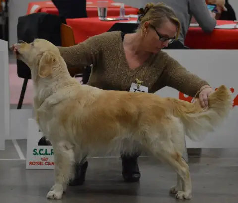 Golden Retriever  Jaune De Miss Havana photo 3