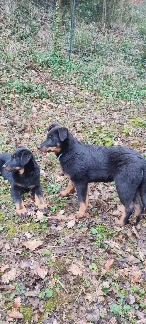 Berger De Beauce  Atchoum Des Gardiens De Talbes