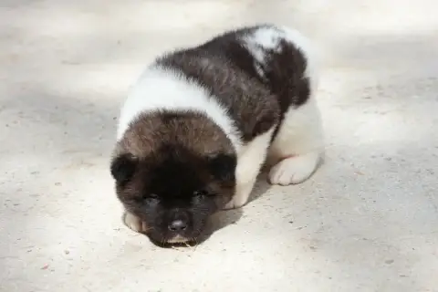 Akita Americain  Sans Collier Du Domaine D'Amserpa