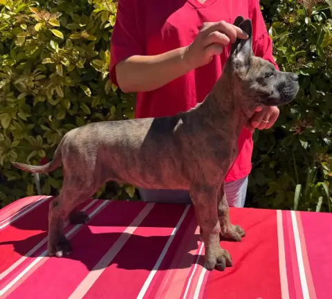 Cane Corso  Boston De La Tour Du Mont D'Or