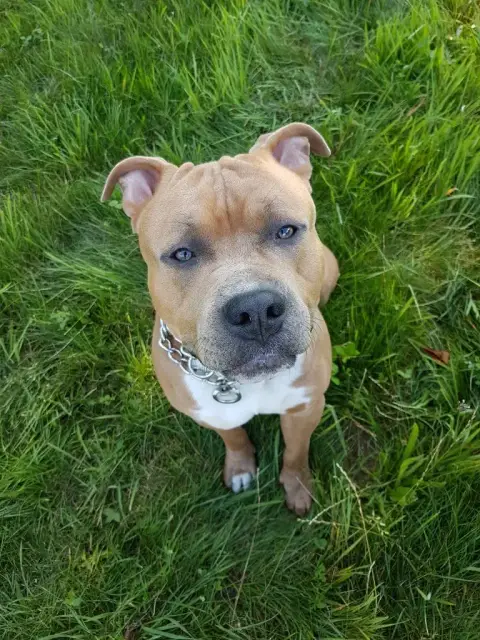 American Staffordshire Terrier  Bluey Psycho Extreme  5cb12 photo 2