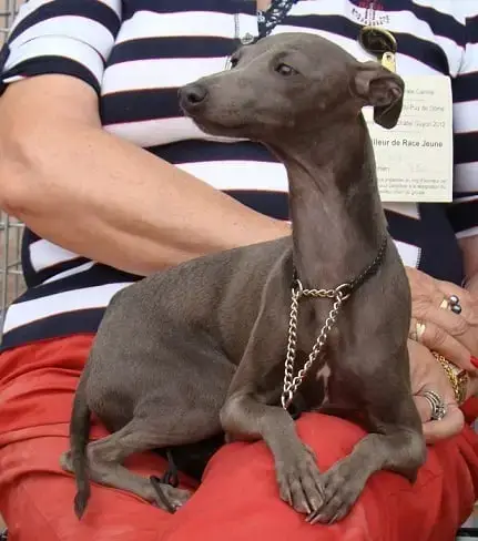 Petit Levrier Italien  Chiot 4 Des Princes De Kazan cc77f photo 3