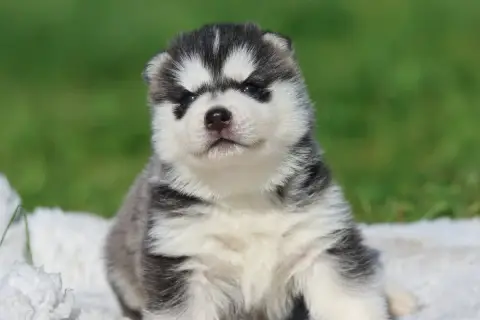 Siberian Husky  Black Mystical Magic De Daybreak Nort 47319 photo 3