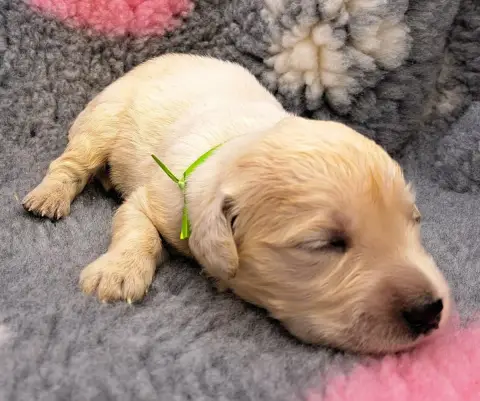 Golden Retriever  Bolt photo 3