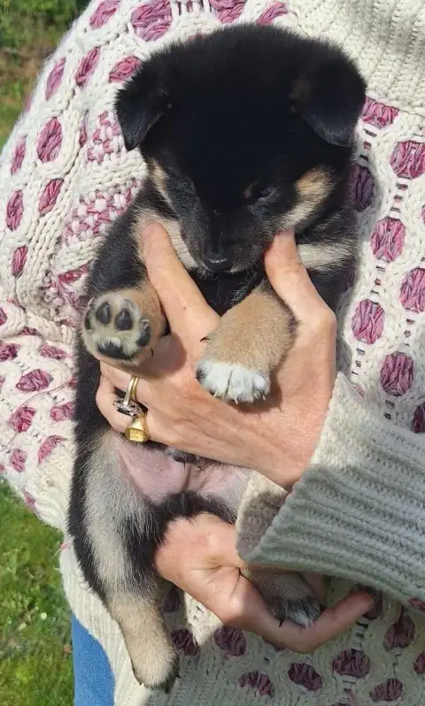 Shiba  Chiot N°1 Du Sceau- photo 3