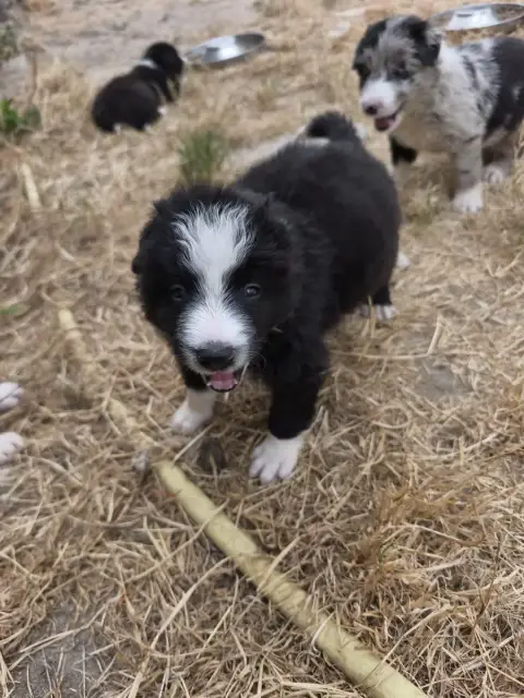Border Collie