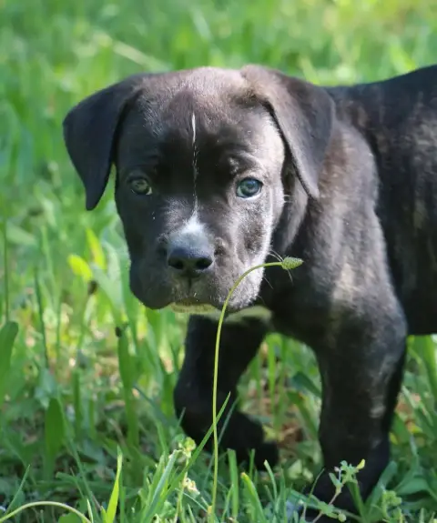 Cane Corso  Billy Boss Dei Protettori Della Corona