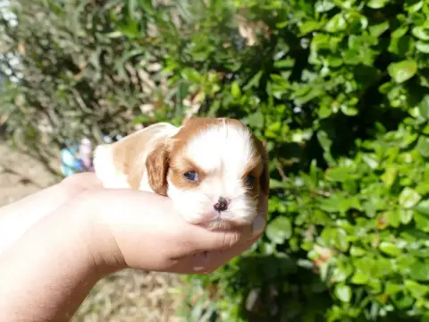 Cavalier King Charles Spaniel