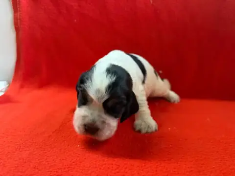 Cocker Spaniel Anglais  Chiot N°2 Du Moulin De Madjur 54d7c
