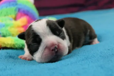 Boston Terrier  Chiot 4 Sweeties Doggies photo 3