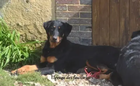 Berger De Beauce  Chiot 3 Du Royaume D'Elsa photo 3