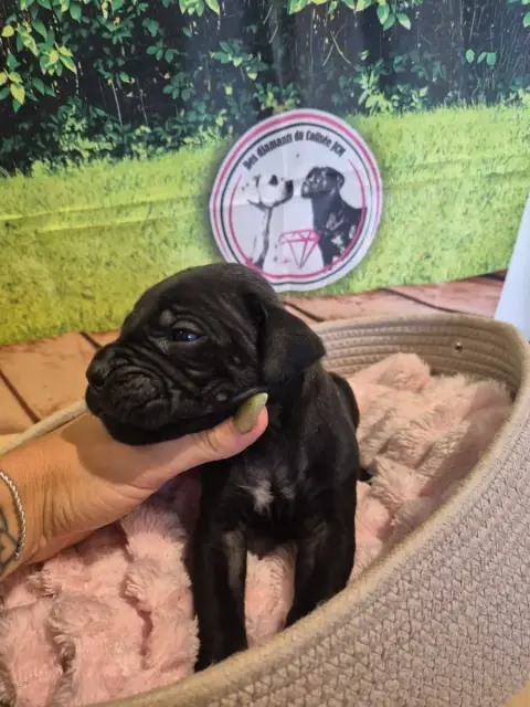 Cane Corso  Chiot N°6 Des Diamants Du Colisée Jcm
