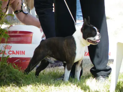 Boston Terrier  Bailey La Patouille Des Forges photo 3