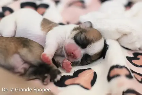 Chihuahua  B... De La Grande Epopée