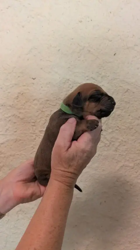 Rhodesian Ridgeback