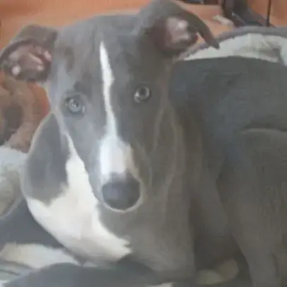 Chiot Whippet
