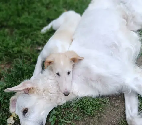 Barzoi  Boheme