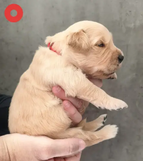Golden Retriever  Bonie Des Bois Ronflants