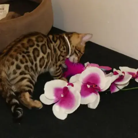Chaton Bengal Femelle Loof