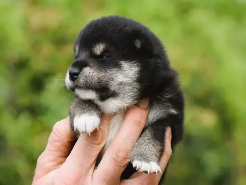 Shiba photo 2