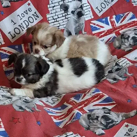 Chiots Chihuahua Non Lof