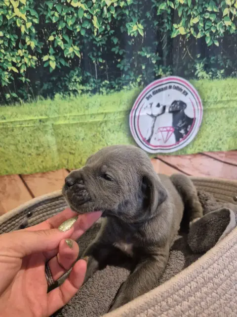 Cane Corso  Chiot N°5 Des Diamants Du Colisée Jcm photo 2
