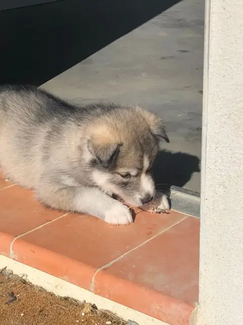 Siberian Husky  Collier Rouge Of The Southern Mountai bcf30