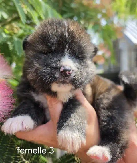 Akita 
                        Femelle 3 De La Joaill 2513b