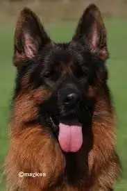 Berger Allemand Poil Long  Bart Du Clos De Bevell photo 2