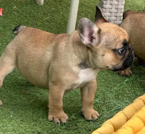 Bouledogue Français  Brigitte Du Roi De La Redingote 103cf photo 2