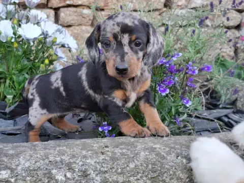 Teckel Poil Ras  Chiot Teckel Nain Teste photo 2