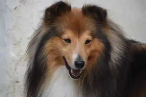 Shetland Sheepdog  Fn1 photo 3