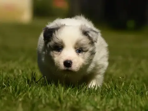 Border Collie  Chiot N°1 Des Collines De Sagne