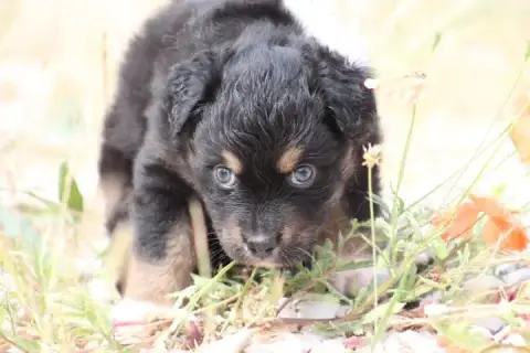 Berger Australien  Chiot N°6 De L'Esprit Blanc Des Mo 3dfa0