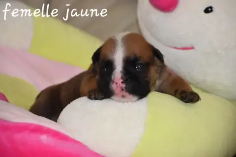 Bulldog Anglais  Femelle Jaune Du Monde Des Bulls