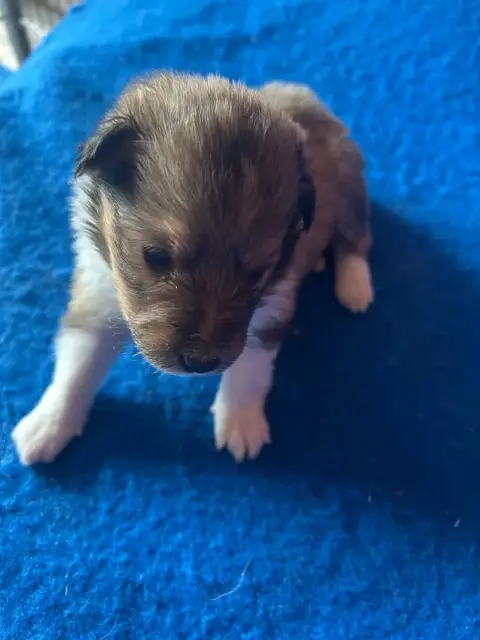 Shetland Sheepdog  Brisby Du Hameau De Roxane