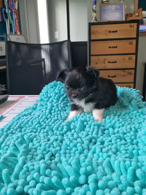Chihuahua  B Noire Avec Bottes Blanches Des Légendes  e2c3e
