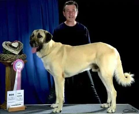 Berger Kangal  Bill-