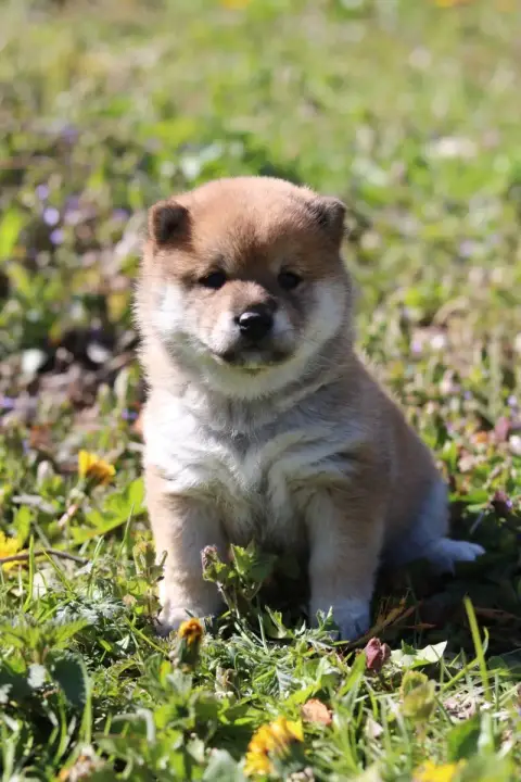 Shiba