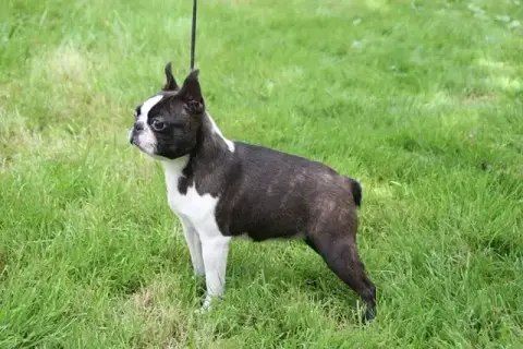 Boston Terrier  Chiot 1 Des Petits Anges Noirs photo 3