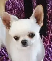 Chihuahua  Chiot N°1 Jet Set'S Blue Star photo 2