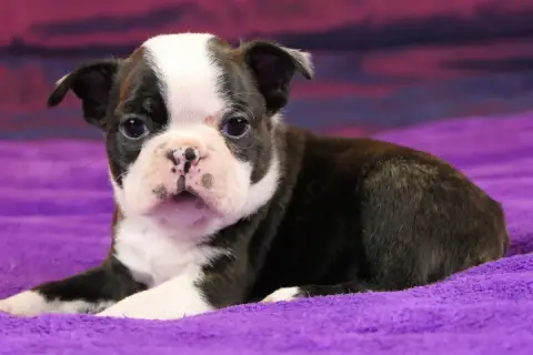 Boston Terrier  Chiot 4 photo 3