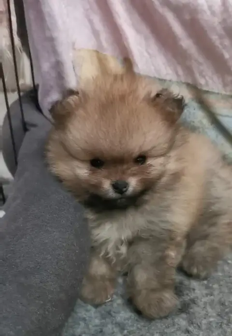 Spitz Allemand  Chiot N°1 Des Spitz'Chouns photo 2