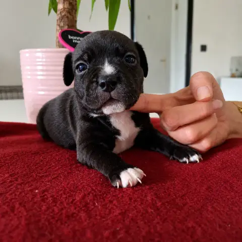 Staffordshire Bull Terrier  Chiot N°4 Du Monde De Cal 1aeea