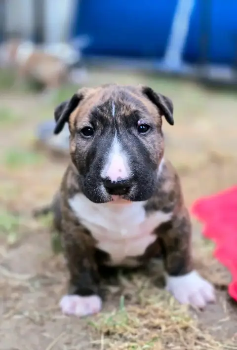 Bull Terrier