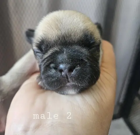 Bouledogue Français  Chiot 2